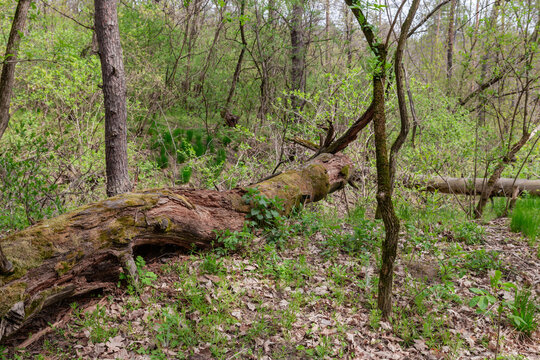Rotten trunk of fallen tree among the bushes in forest