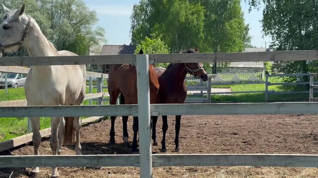 Three young pedigree mares one white and two bay standing in summer paddock
