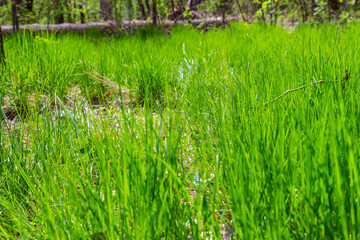 Young grass on glade in spring forest, bottom view © An-T