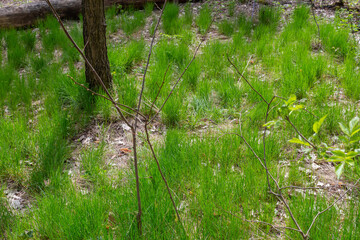 Bushes of young grass on a glade in spring forest © An-T