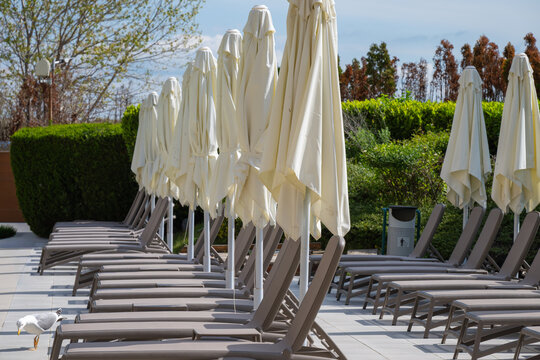rows of empty grey sun loungers and closed white umbrellas line a quiet resort patio near green hedges on a sunny day.