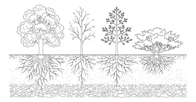 Minimalist tree root system line art, botanical cross section of four trees with underground roots, nature science vector illustration