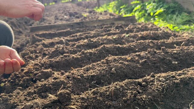 Close-up of a gardener's hand planting seeds in prepared furrows of fertile soil. Spring gardening work on a countryside plot on a sunny day.
