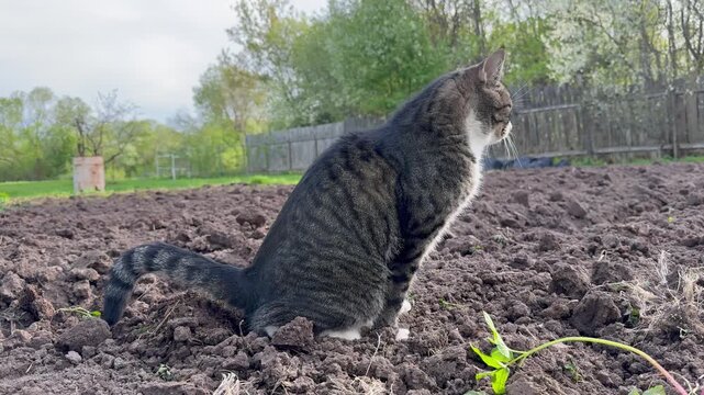A tabby cat using the freshly plowed garden bed as a litter box. The image illustrates typical pet behavior in a rural setting and the common gardening challenge of protecting soil from domestic anima