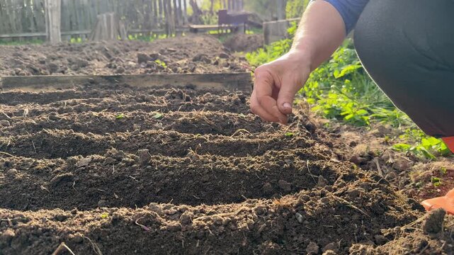 Close-up of a gardener's hand planting seeds in prepared furrows of fertile soil. Spring gardening work on a countryside plot on a sunny day.