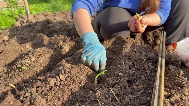 Close-up of a gardener's hand planting seeds in prepared furrows of fertile soil. Spring gardening work on a countryside plot on a sunny day.