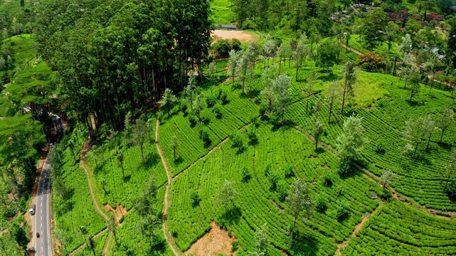 High aerial view of Sri Lanka tea plantations highlighting geometric patterns of green fields across misty mountainous highlands.