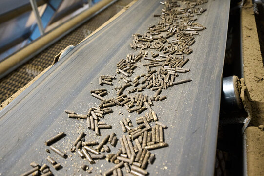Granulated beet pulp is processed on a conveyor belt in a manufacturing facility during the afternoon hours