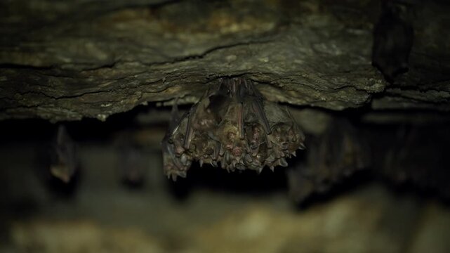 Close-up of a bat colony sleeping closely together inside a dark limestone cave ecosystem.
