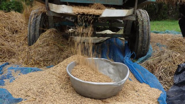 Rice Thresher Machine Efficiently Separating Paddy Grains