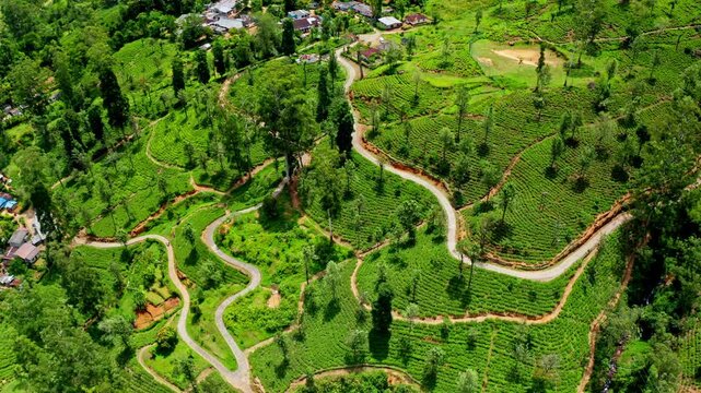 Cinematic aerial drone footage of Ella tea plantations with geometric green rows across misty tropical highland terrain in Sri Lanka.