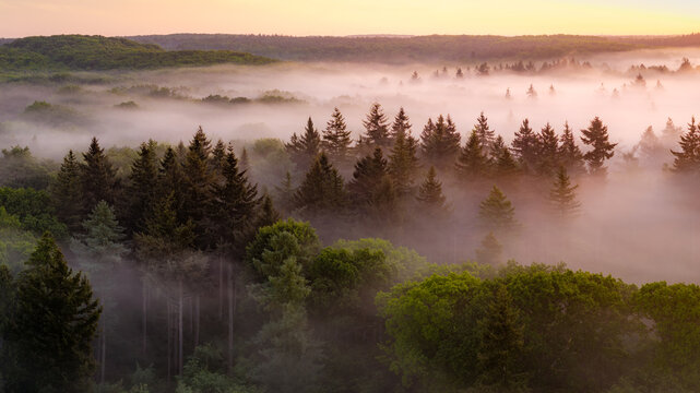 Aerial view of Venekotensee surrounded by dense forest and thick morning mist under a soft golden sky in Niederkruchten, Nordrhein-Westfalen, Germany.