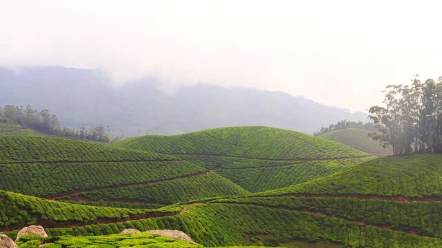 Munnar Kerala Tea Farm Plantation Landscape &mdash; Lush Green Hillside Agricultural Scenery India