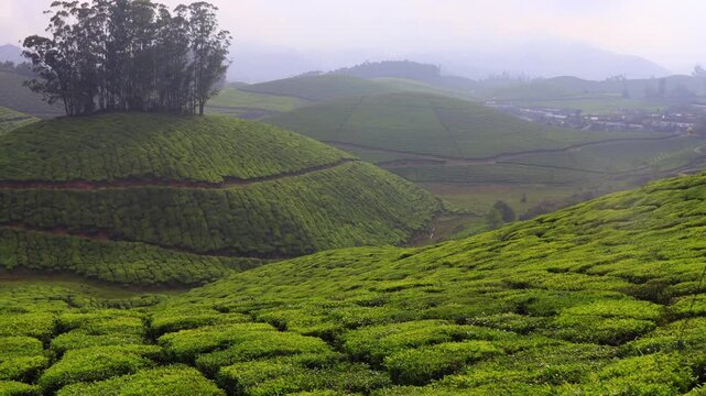 Munnar Kerala Tea Farm Plantation Landscape &mdash; Lush Green Hillside Agricultural Scenery India
