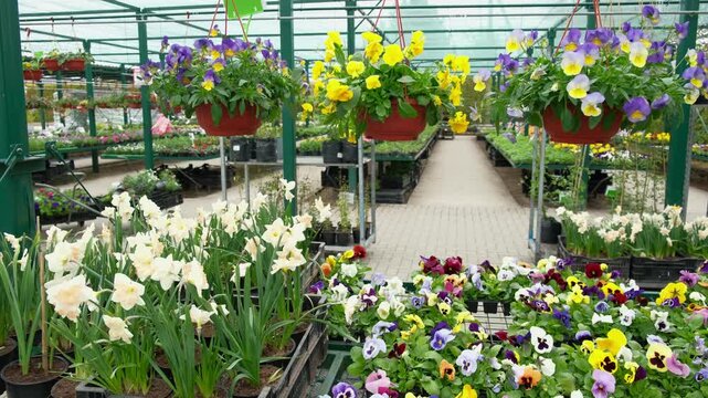 Colorful greenhouse garden center aisle lined with hanging baskets, pansy beds, daffodils and mixed spring blooms paved walkway, racks, retail nursery, bright diffused light. Vibrant plant display