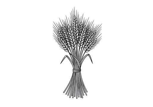 A classic black-and-white illustration of a sheaf of wheat with clean line details. Symbolizing prosperity and harvest, it's ideal for bakery, farm, organic, or food product logo designs.