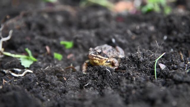 Small brown frog resting on dark, wet soil, blending seamlessly into its natural habitat, creating a captivating snapshot of wildlife thriving in nature's embrace