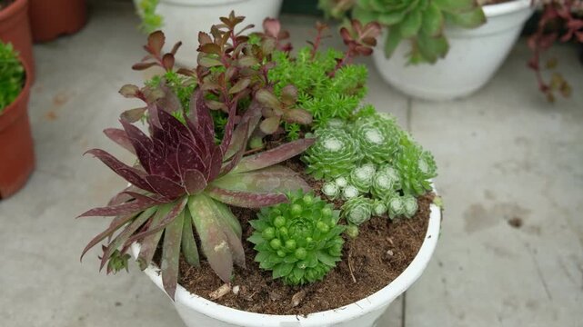 Stylish plant grouping, modern trendy design. Contemporary vibrant succulent indoor decor. Miniature garden various succulents in white pot for home decoration. Fresh purple rosette and green cluster