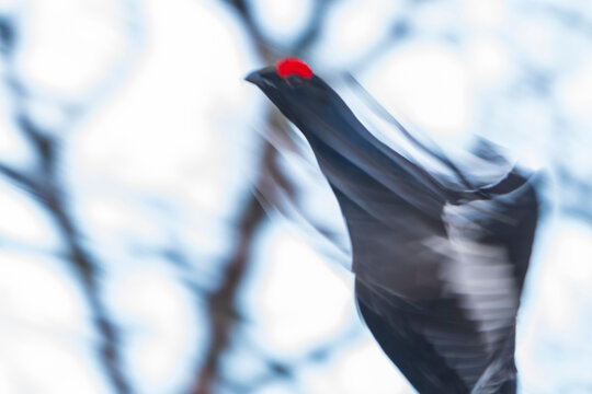 Male Black grouse (Lyruruss tetrix)