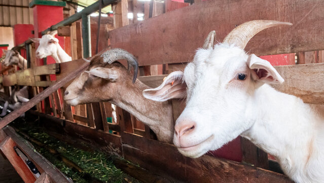 Boer goats in a pen on a farm