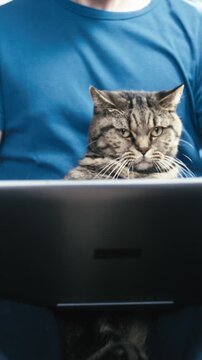 Person and British cat looking at PC together