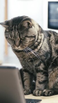 Cat in front of laptop PC looks around