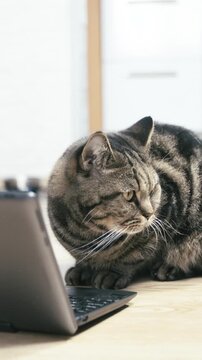 Cute British cat busy watching laptop computer screen