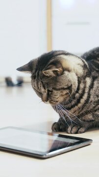 Cute British cat watching a video on tablet PC