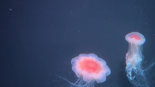 Lion mane jellyfish Cyanea capillata drifting in deep marine water. Species naturally inhabits cold North Atlantic and Arctic ocean ecosystems with pelagic coastal habitats.