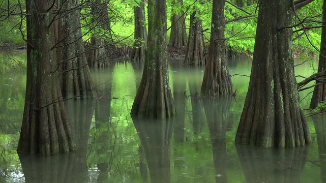 篠栗九大の森のラクウショウ