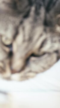 Domestic cute British cat amused by a wooden catnip stick