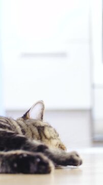 Cat rolls on back playing with a catnip stick at home