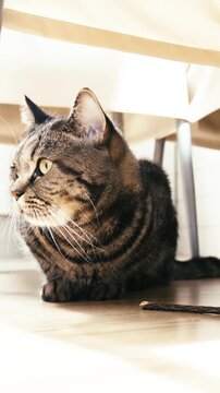Cat hide under the kitchen table