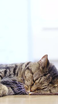 Cat rolls on back playing with a catnip stick at home
