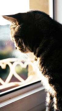 Cute British cat on window look outside