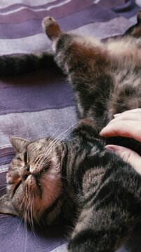 Caressing a cute relaxed cat on bed person POV