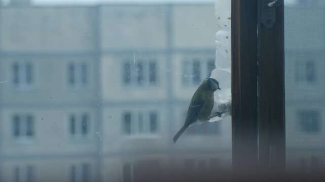 Two great tits eating sunflower seeds from a handmade feeder attached to a window during a cold winter day, with a blurred urban building visible in the background through the glass