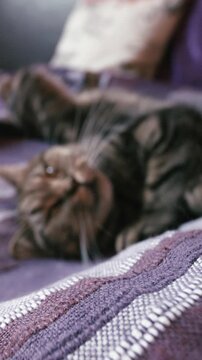 Sleepy cat on bed with big yawn in slow motion