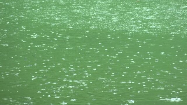 雨降りの池の水面