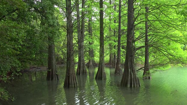 篠栗九大の森のラクウショウ