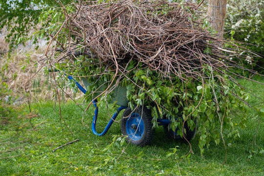 Blue wheelbarrow full of cut branches and leaves on green grass. Yard work and garden landscaping cleanup