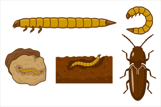 Click beetle life cycle showing wireworm larva, pupa and adult beetle with soil habitat illustration, complete metamorphosis educational vector diagram on white background.