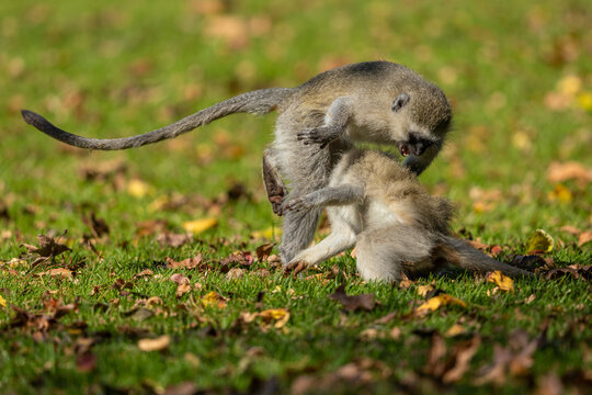 Two young vervet monkeys (Chlorocebus pygerythrus) wrestling, biting and playing with each other in a park during Autumn