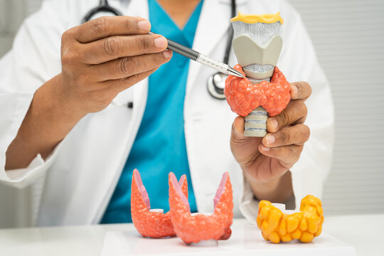 Hyperthyroidism, Overactive Thyroid, Thyroid Lymphoma, Asian doctor with thyroid gland human anatomy model in hospital.
