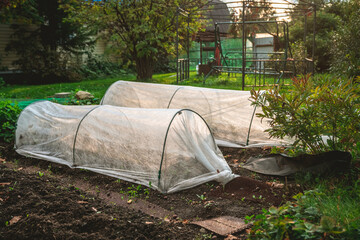 Obraz premium Spunbond covers are protecting plants in the garden beds from the cold weather, creating a warm microclimate and extending the growing season in autumn
