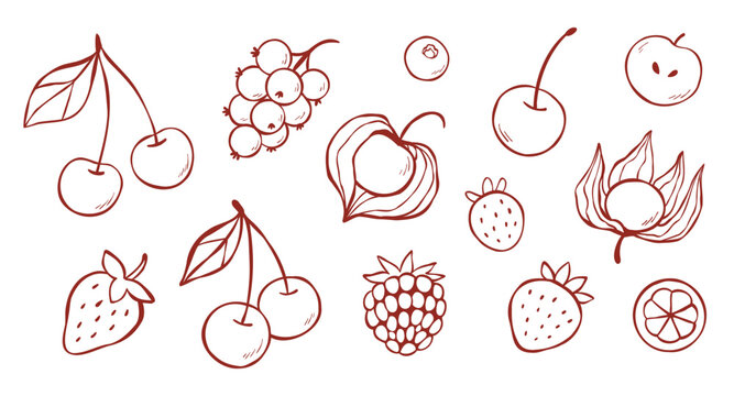 Line clip art set of cherry, strawberry, currant, cape gooseberry, Physalis peruviana, blackberry, mangosteen. Collection of different fruit berries for coloring book, logo design, card, or print. 