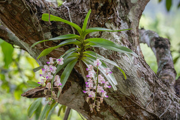 Closeup view of tropical epiphytic orchid species aerides falcata clusters of white and purple pink flowers blooming outdoors on tree © Cyril Redor