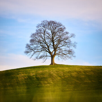 Voticky javor solitary maple tree in Ceska Sibir