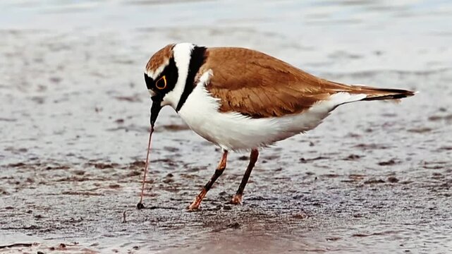 Wild little ringed plover bird pulling a worm from wet mud while foraging in its natural wetland habitat