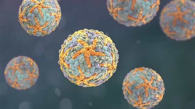 Dengue virus particles shown in 3D animation, enveloped RNA virions causing dengue fever, a mosquito-borne infectious disease affecting humans in tropical regions.